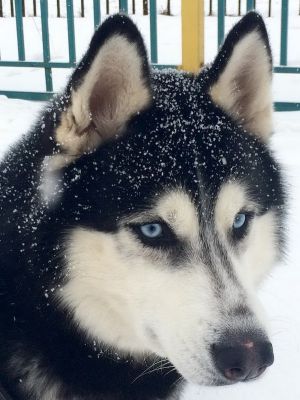Dog Photo