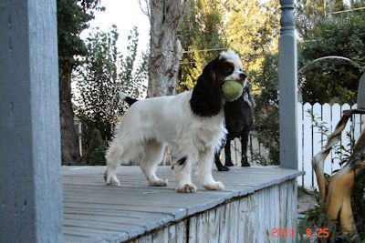 Dog Photo