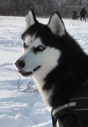 Dog Photo