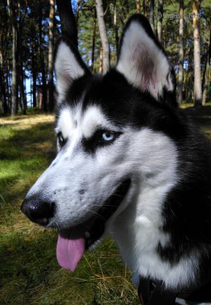 Dog Photo