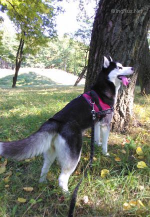Dog Photo