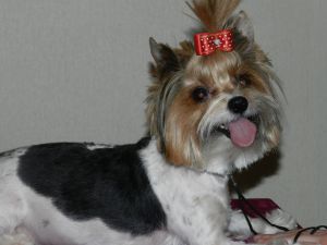 Dog Photo