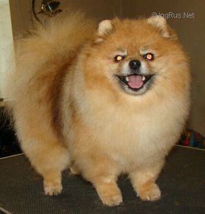 Dog Photo