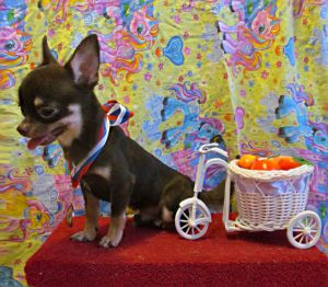 Dog Photo