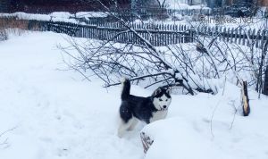 Dog Photo