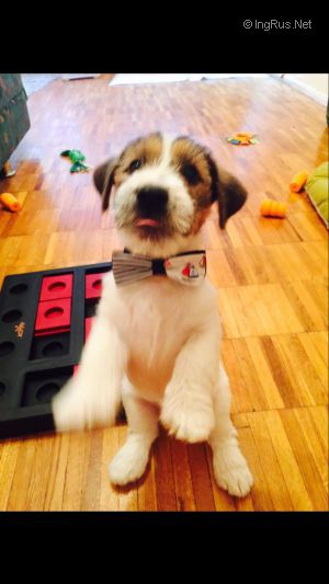Dog Photo