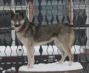 Dog Photo