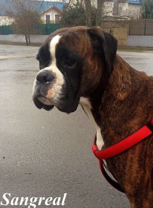 Dog Photo