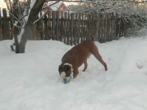 Dog Photo