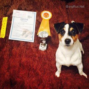 Dog Photo