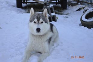 Dog Photo
