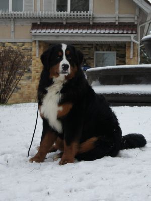 Dog Photo