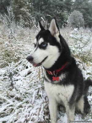 Dog Photo