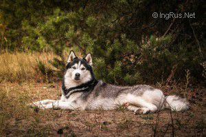 Dog Photo