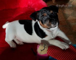 Dog Photo