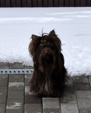 Dog Photo