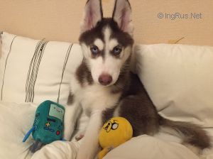 Dog Photo
