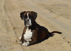 Dog Photo