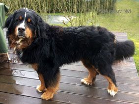Dog Photo