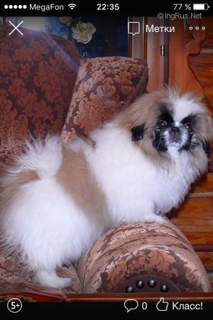 Dog Photo