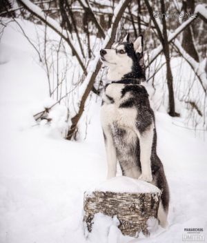 Dog Photo