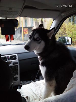 Dog Photo