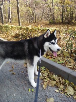 Dog Photo