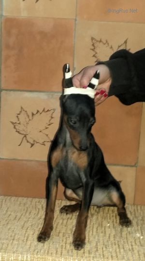 Dog Photo