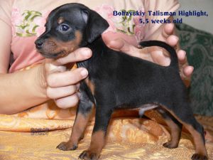 Dog Photo