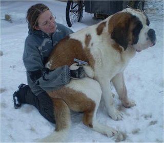 Dog Photo