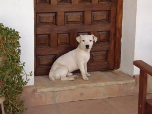 Dog Photo