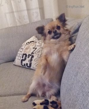 Dog Photo