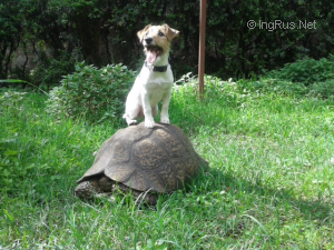 Dog Photo