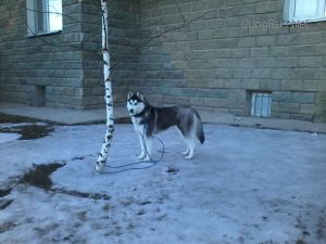 Dog Photo