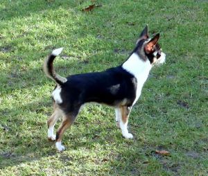 Dog Photo