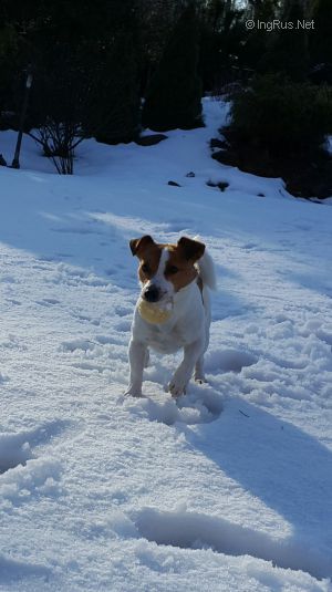 Dog Photo