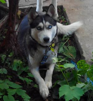 Dog Photo