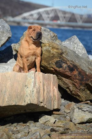 Dog Photo
