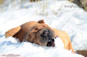 Dog Photo