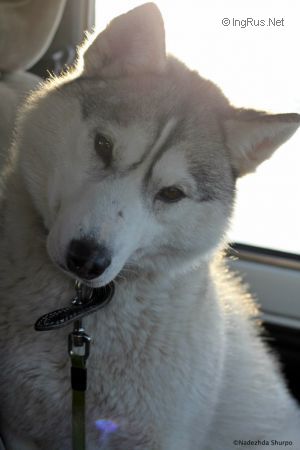 Dog Photo