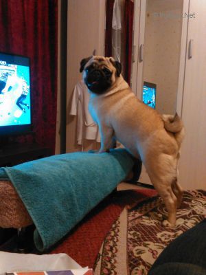 Dog Photo
