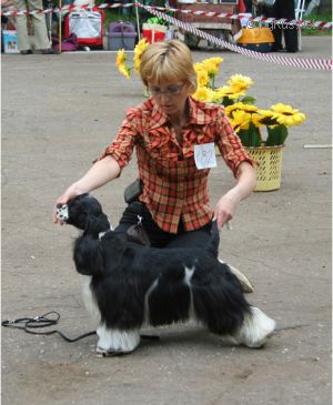 Dog Photo