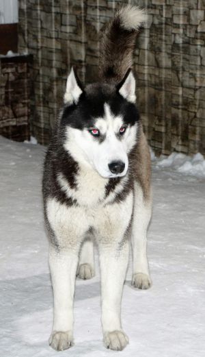 Dog Photo