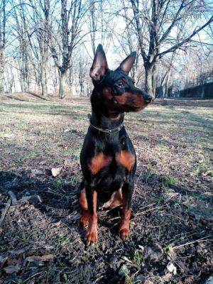Dog Photo