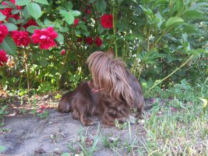 Dog Photo