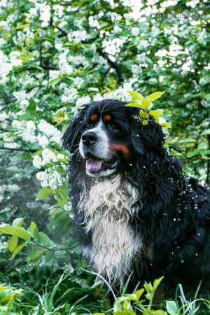 Dog Photo