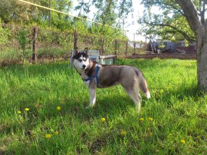 Dog Photo