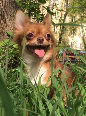 Dog Photo