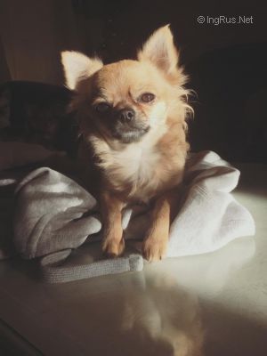 Dog Photo
