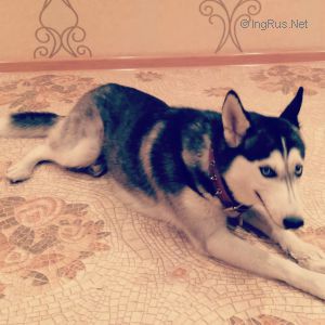Dog Photo